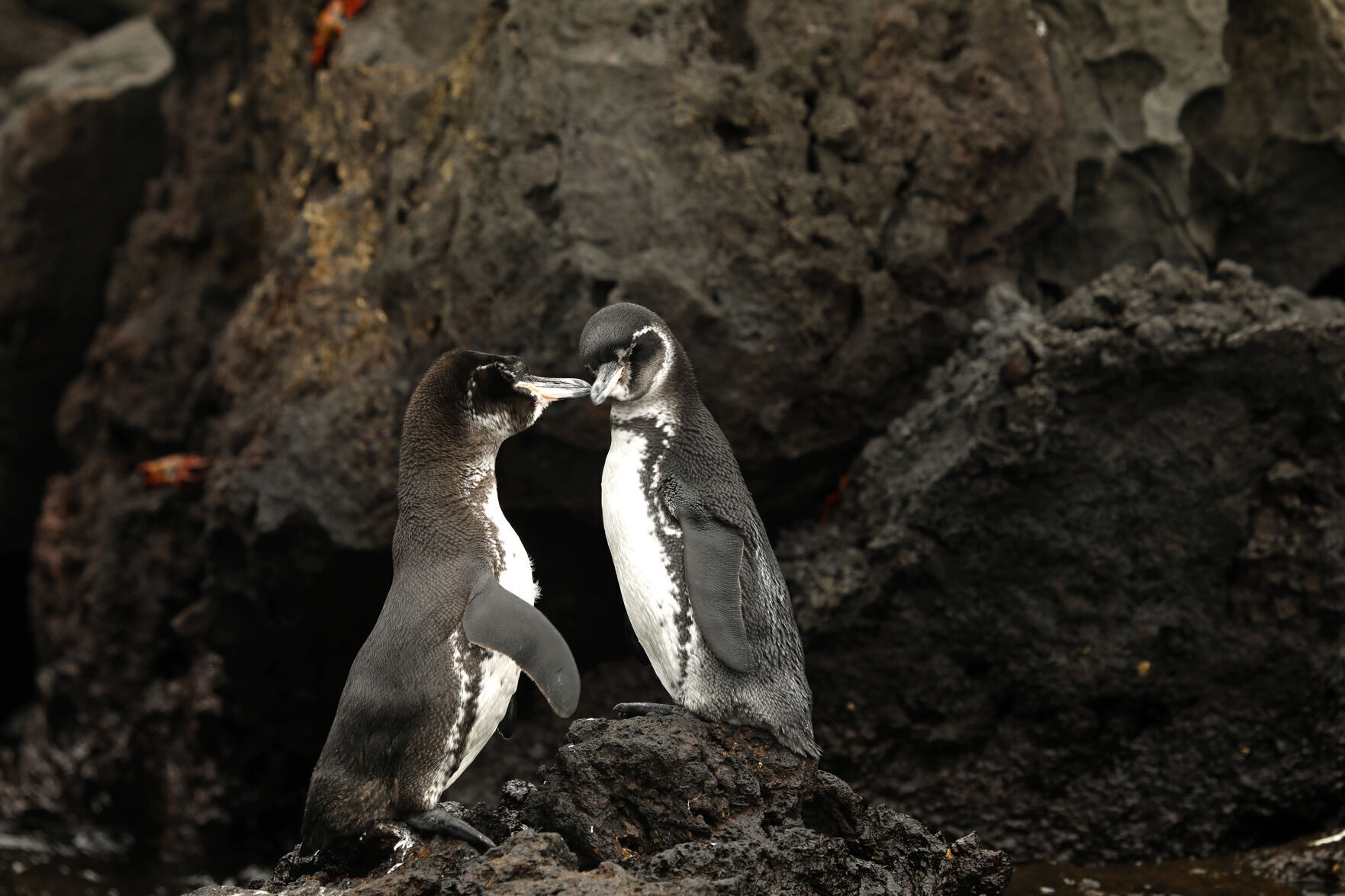 Galapagos Islands, Ecuador